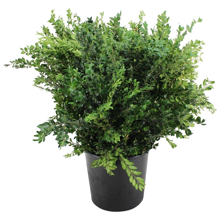 <h4>Buxus Per Bos</h4>