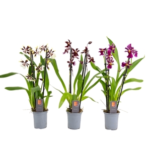 Inca Cambria mix duo cascade 9cm