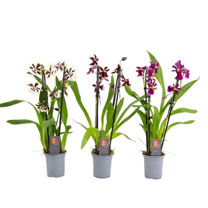 <h4>Inca Cambria mix duo cascade 9cm</h4>