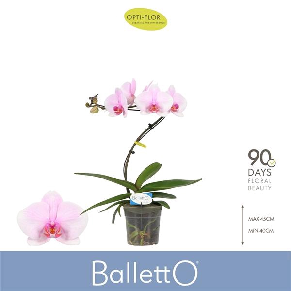 <h4>Phalaenopsis overig roze</h4>