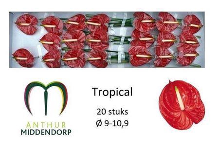 <h4>Anth A Tropical</h4>