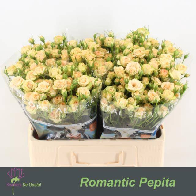 <h4>Rosa spray romantic pepita</h4>