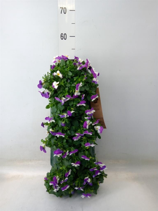 <h4>Viola corn. 'Evo Mini'   ...mix</h4>