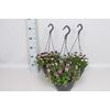 Hangpot 23 cm Viola cornuta Divers