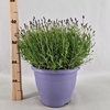 Lavandula angustifolia Essence Pur