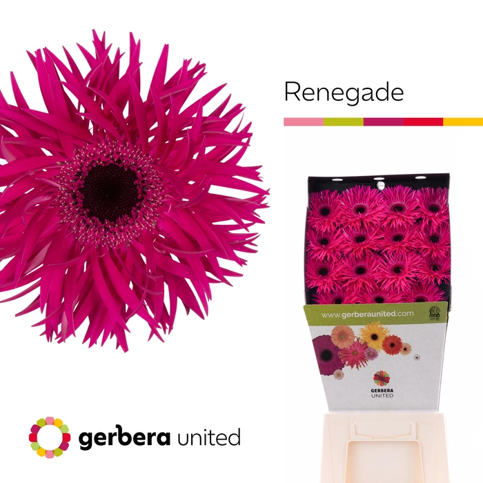 <h4>Gerbera Spider Renegade Diamond</h4>