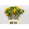 Helianthus Orange Fire