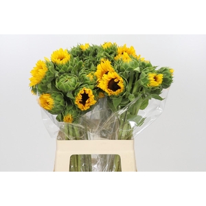 Helianthus Orange Fire