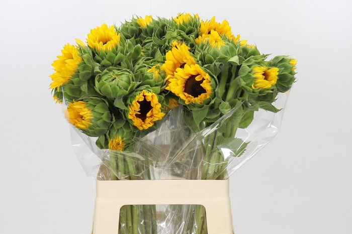 Helianthus Orange Fire