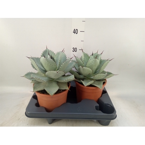 Agave   ...