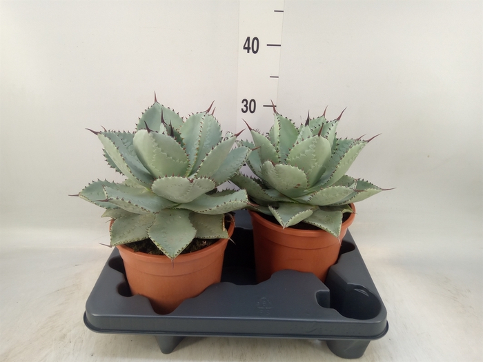 <h4>Agave   ...</h4>