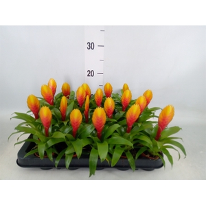 Vriesea  'Tiffany'