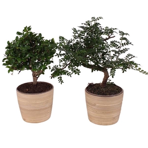 Bonsai Indoor Mix Ø12cm Mix B/S Shape in Ø 13cm Wood NT465
