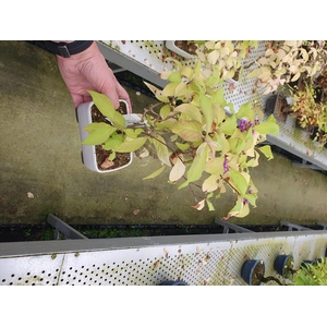 Callicarpa japonica, 14cm