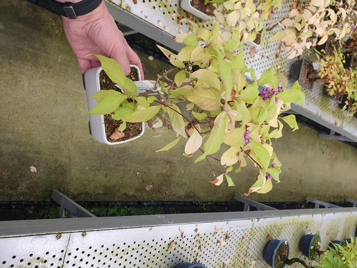 <h4>Callicarpa japonica, 14cm</h4>