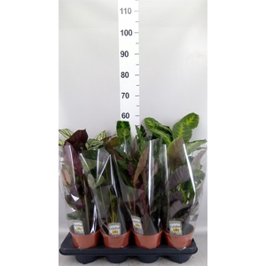 Calathea ...mix 3