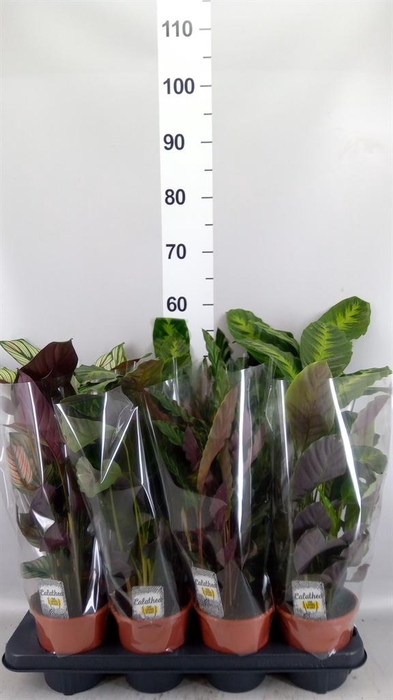 <h4>Calathea   ...mix 3</h4>