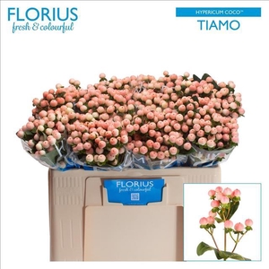 Hypericum Coco Tiamo