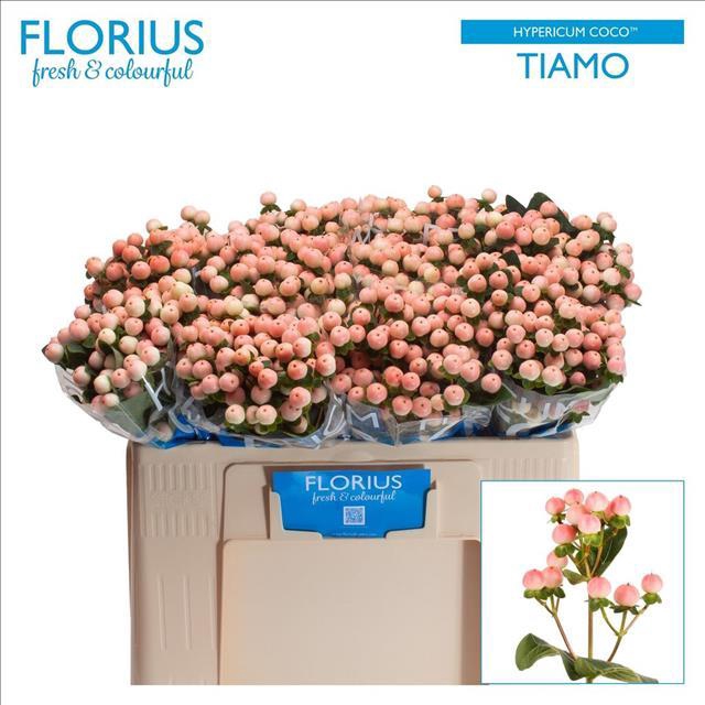 <h4>Hypericum Coco Tiamo</h4>