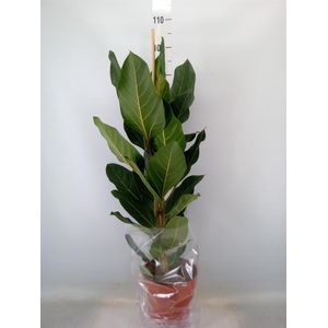 Ficus benghalensis 'Joy'