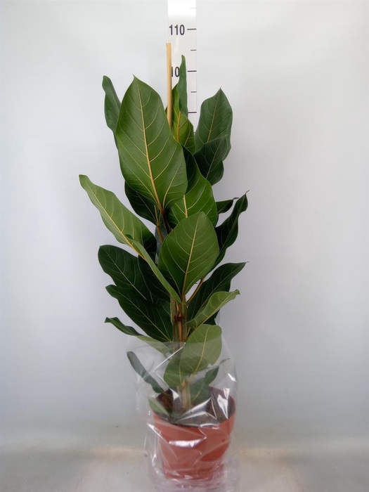<h4>Ficus benghalensis 'Joy'</h4>