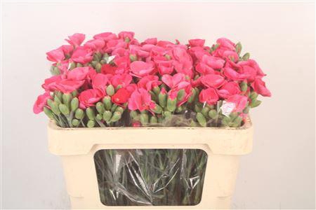 <h4>Di Symply Brightfly</h4>