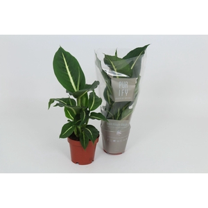 Dieffenbachia 12cm Green Magic (Purify)
