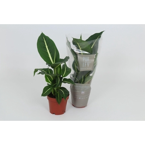 Purify Dieffenbachia Green Magic 12 cm