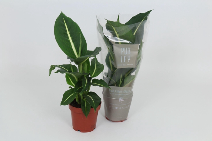 <h4>Purify Dieffenbachia Green Magic 12 cm</h4>