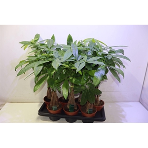 arr8 Pachira Aquatica