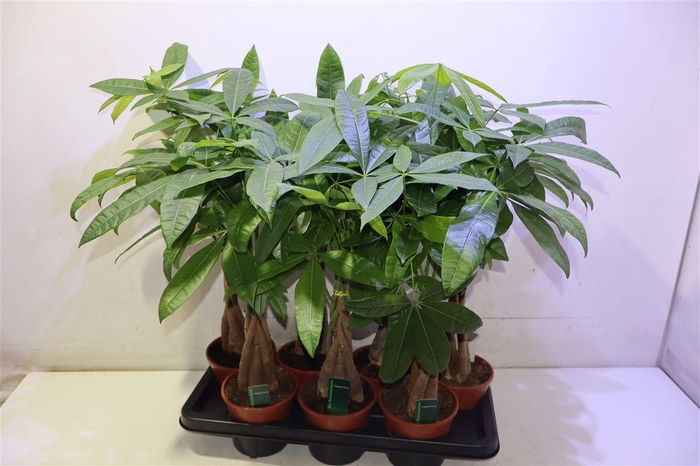 <h4>arr8 Pachira Aquatica</h4>