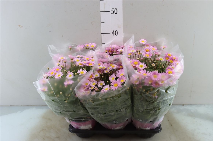 <h4>Arg Frutescens Roze</h4>