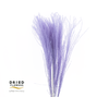 Dried Bleached Miscanthus Milka