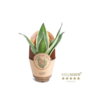 SANSEVIERIA TRIFASCIATA P9 SILVER