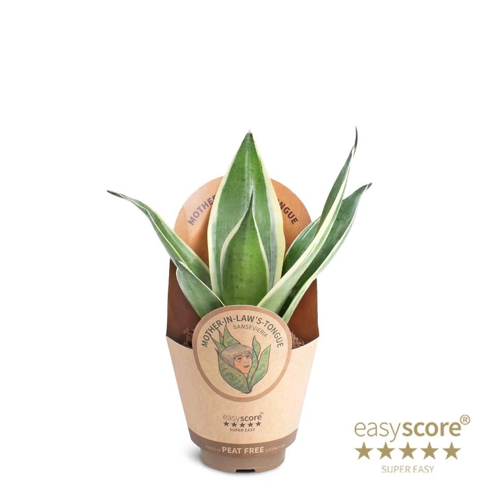 <h4>SANSEVIERIA TRIFASCIATA P9 SILVER</h4>