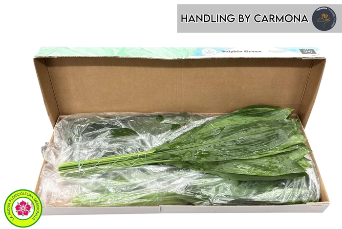 <h4>ASPID ELATIOR</h4>