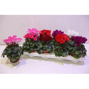 arr8 Cycl Kl Sup Compact