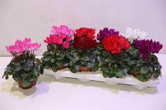 <h4>arr8 Cycl Kl Sup Compact</h4>