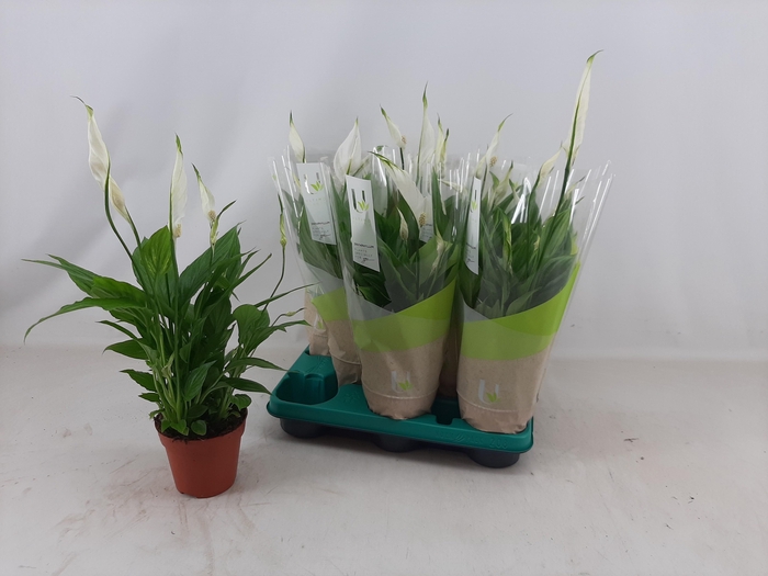 <h4>SPATH TORELLI</h4>