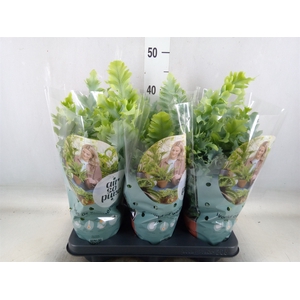 Phlebodium aureum 'Davana'