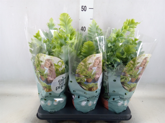 <h4>Phlebodium aureum 'Davana'</h4>