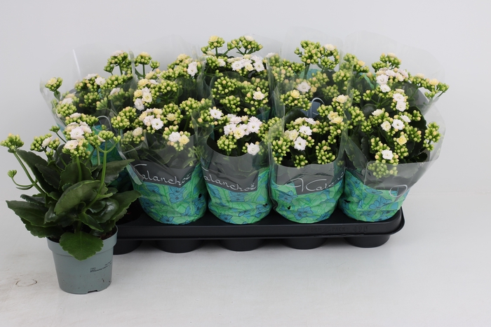 arr8 Kal Ge Perfecta Whit