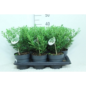 Ilex crenata Luxus P17 potgekweekt