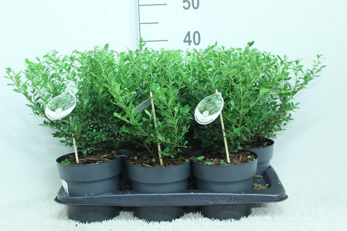 <h4>Ilex crenata Luxus P17 potgekweekt</h4>