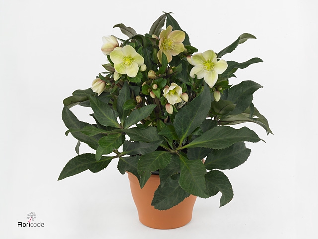 HGC Helleborus Malory in het goud