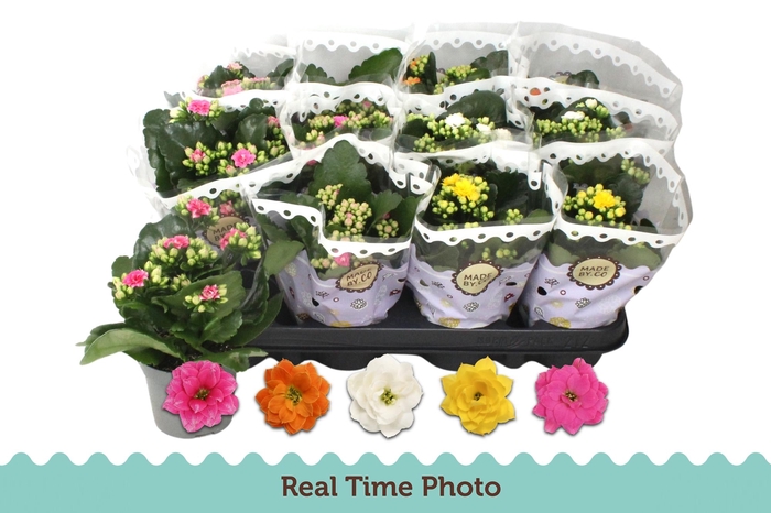 <h4>KAL GE GEM 5 KL</h4>