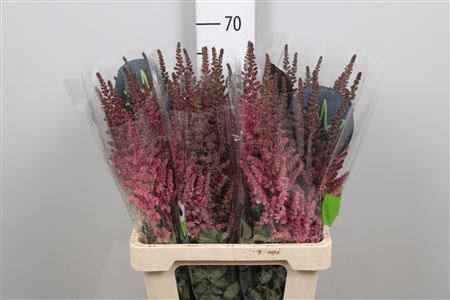 <h4>Astilbe chinensis 'Vision in Pink'</h4>