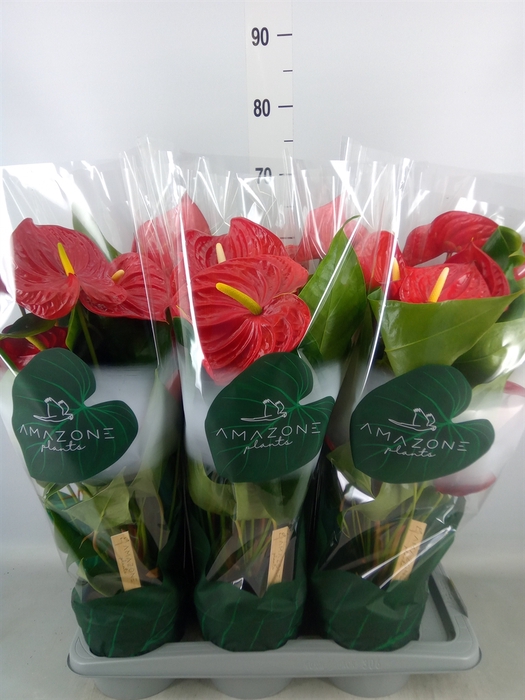 <h4>Anthurium andr. 'Nevada'</h4>