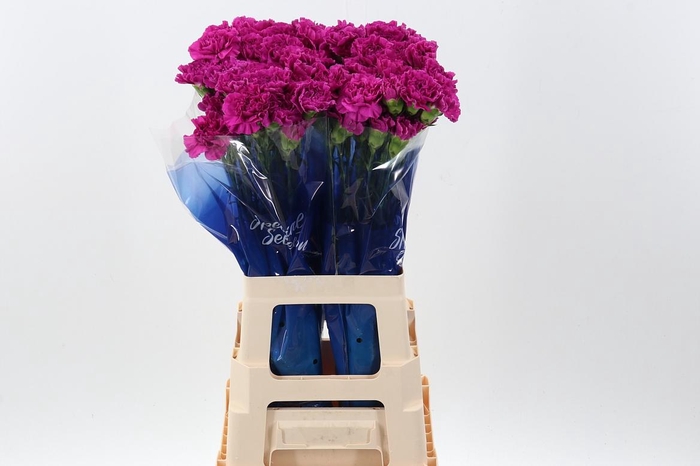 <h4>Di St Farida hi</h4>