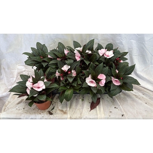 IMPAT WHITE PINK EYE